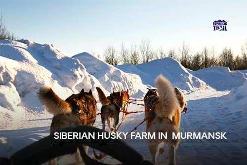 Siberian Husky Farm in Murmansk