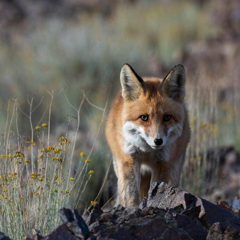 ladakh-photography-tour-03