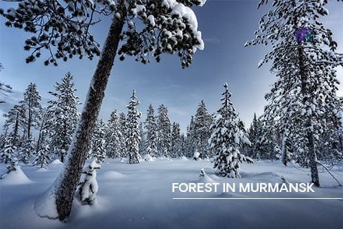 forest in Murmansk
