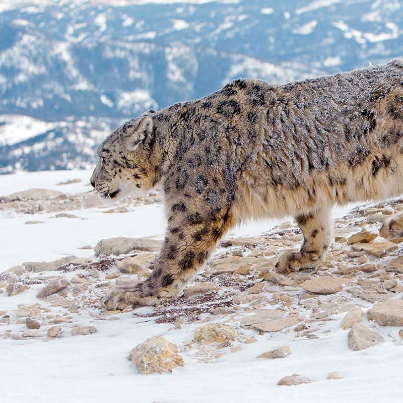 Snow Leopard Wid Ulley