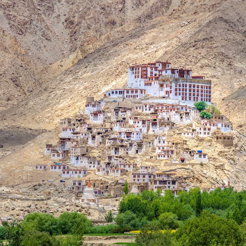 Wildlives of Ladakh - Photography Tour